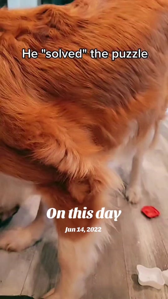 Post 3 by Inside Out Dog Training on TikTok (video)