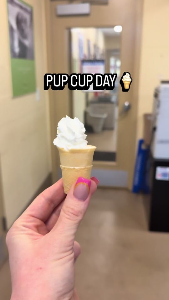 Post 3 by Monmouth County SPCA on TikTok (video)
