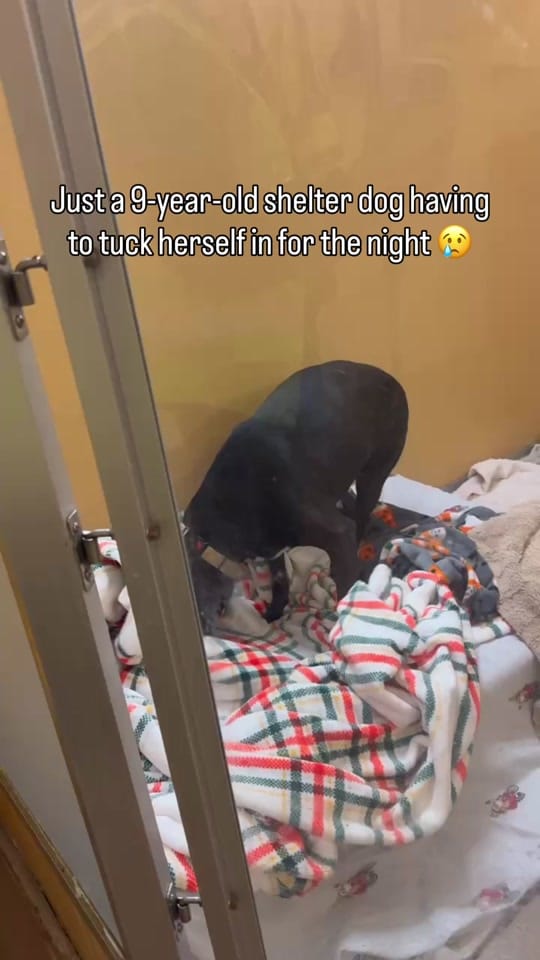 Post 7 by Monmouth County SPCA on TikTok (video)
