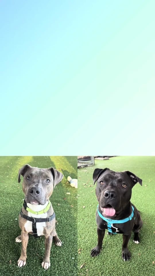 Post 4 by Monmouth County SPCA on TikTok (video)