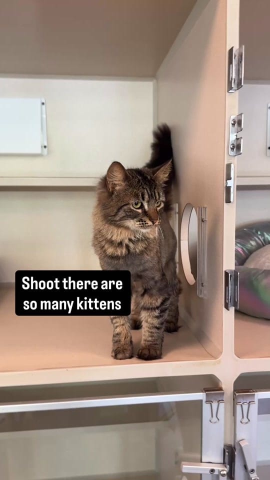 Post 2 by Monmouth County SPCA on TikTok (video)