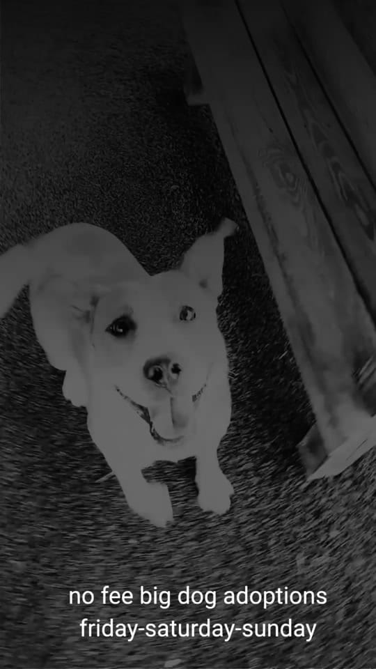 Post 1 by Monmouth County SPCA on TikTok (video)