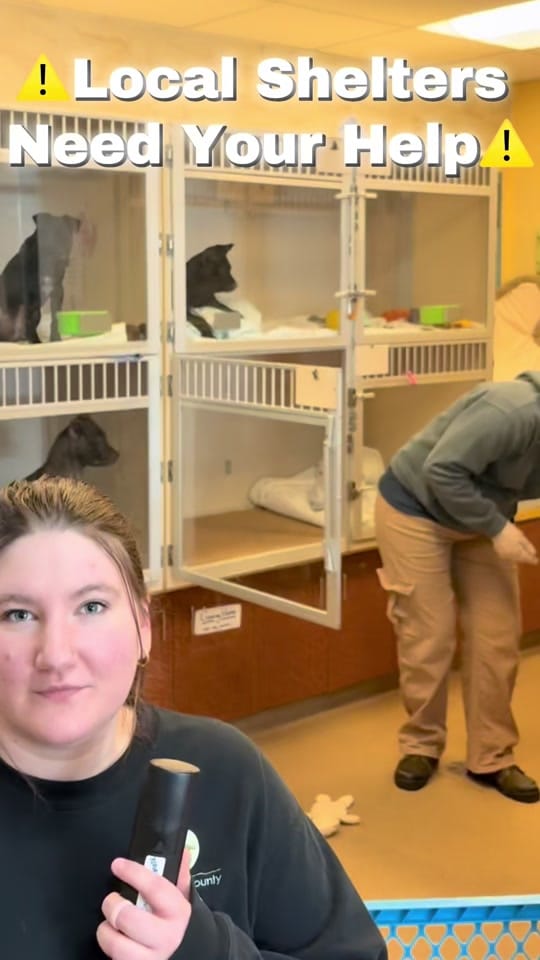 Post 6 by Monmouth County SPCA on TikTok (video)