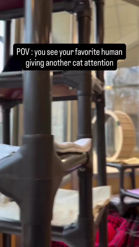 Post 9 by Monmouth County SPCA on TikTok (video)
