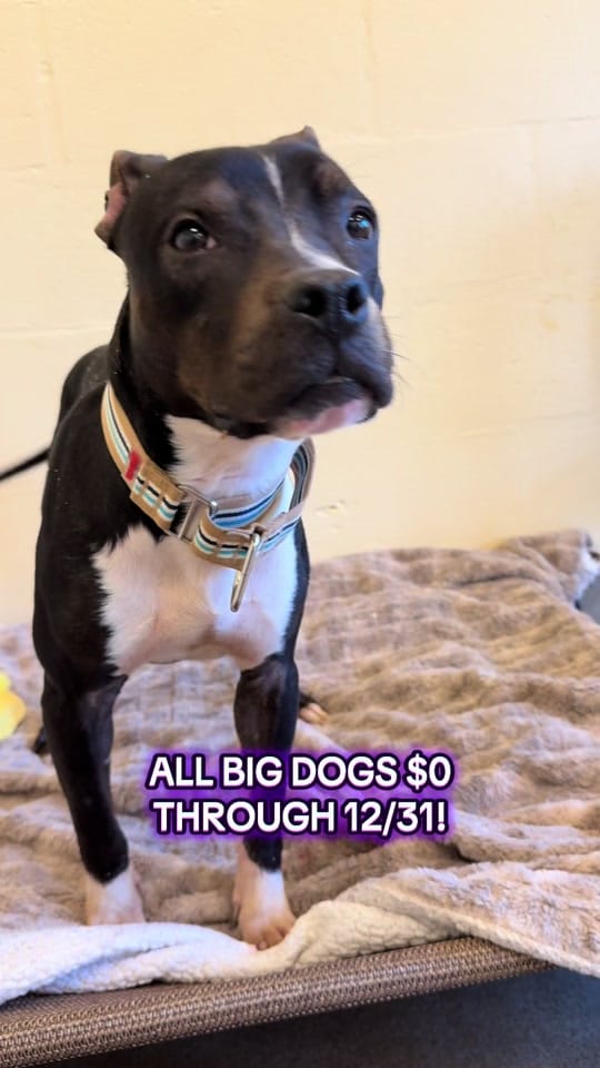 Post 10 by Monmouth County SPCA on TikTok (video)