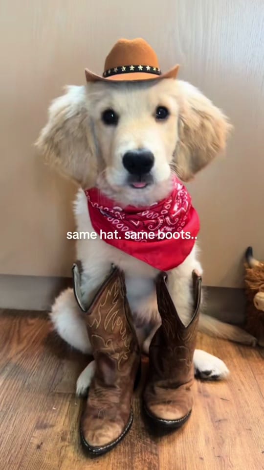 Post 1 by MauiDaGolden on TikTok (video)