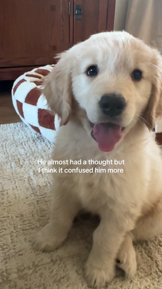 Post 10 by MauiDaGolden on TikTok (video)