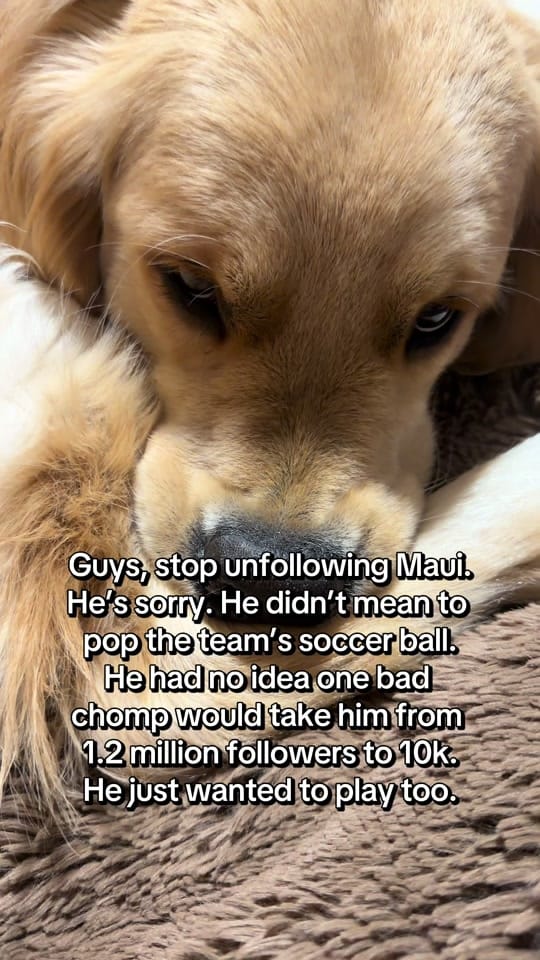 Post 4 by MauiDaGolden on TikTok (video)