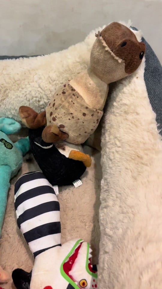 Post 9 by 🍃D H Y ✨🐧 on TikTok (video)