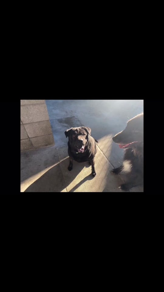 Post 5 by Humane Society of SW MO on TikTok (video)