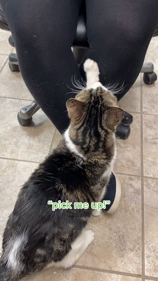 Post 8 by Humane Society of SW MO on TikTok (video)