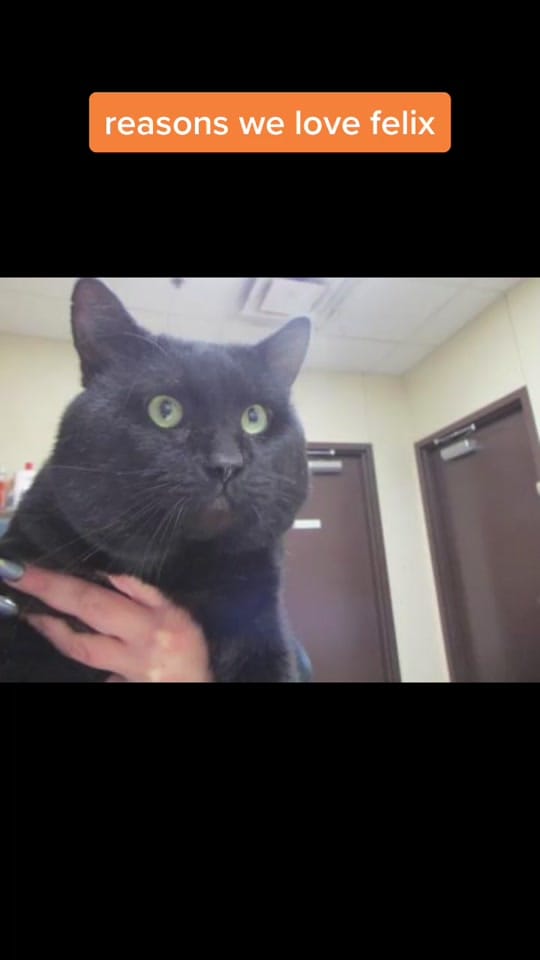 Post 4 by Humane Society of SW MO on TikTok (video)