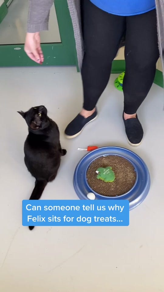 Post 1 by Humane Society of SW MO on TikTok (video)