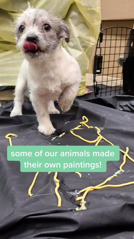Post 7 by Humane Society of SW MO on TikTok (video)