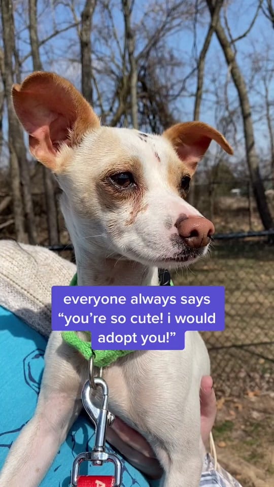 Post 3 by Humane Society of SW MO on TikTok (video)