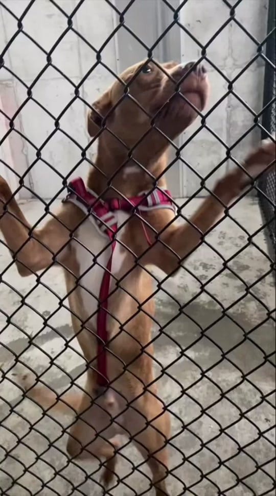 Post 2 by Humane Society of SW MO on TikTok (video)