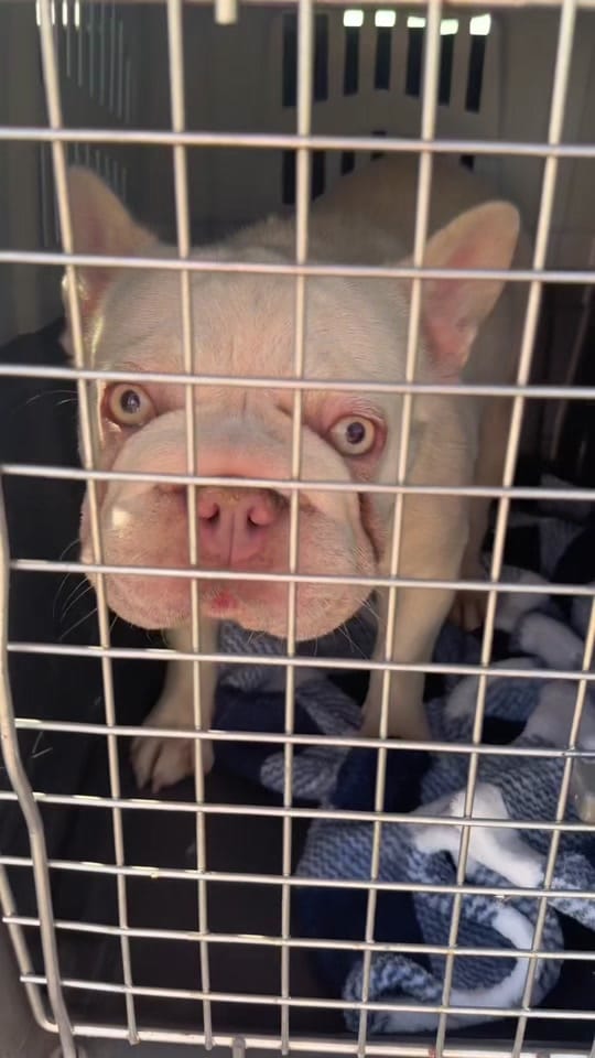 Post 6 by Bailingoutbentley on TikTok (video)