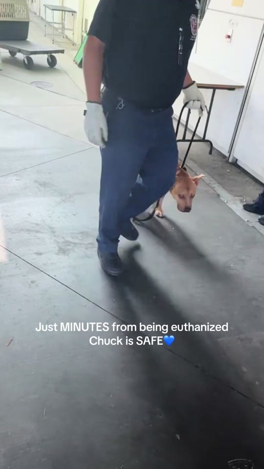 Post 5 by Bailingoutbentley on TikTok (video)