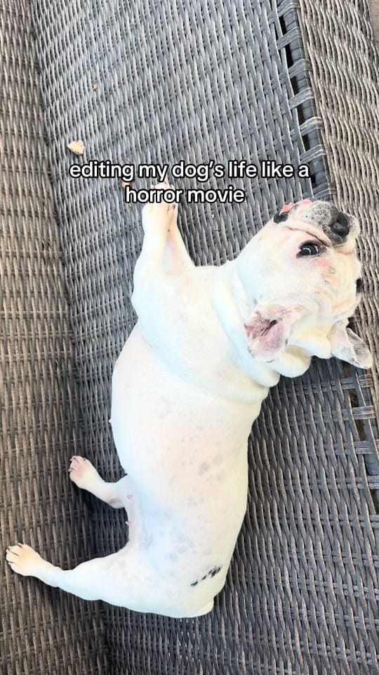 Post 1 by Bailingoutbentley on TikTok (video)
