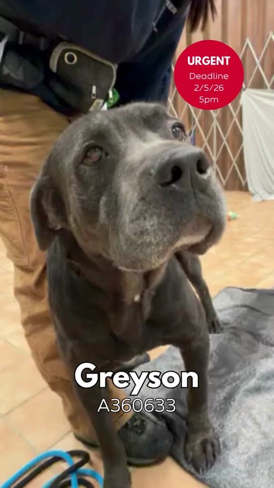 Post 7 by Indy Animal Care Services on TikTok (video)