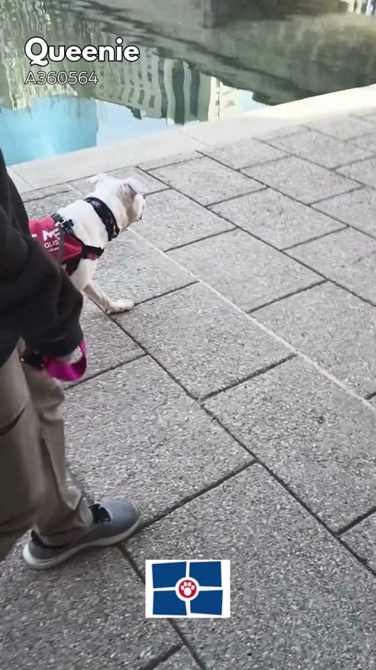 Post 1 by Indy Animal Care Services on TikTok (video)