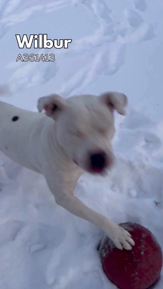 Post 9 by Indy Animal Care Services on TikTok (video)