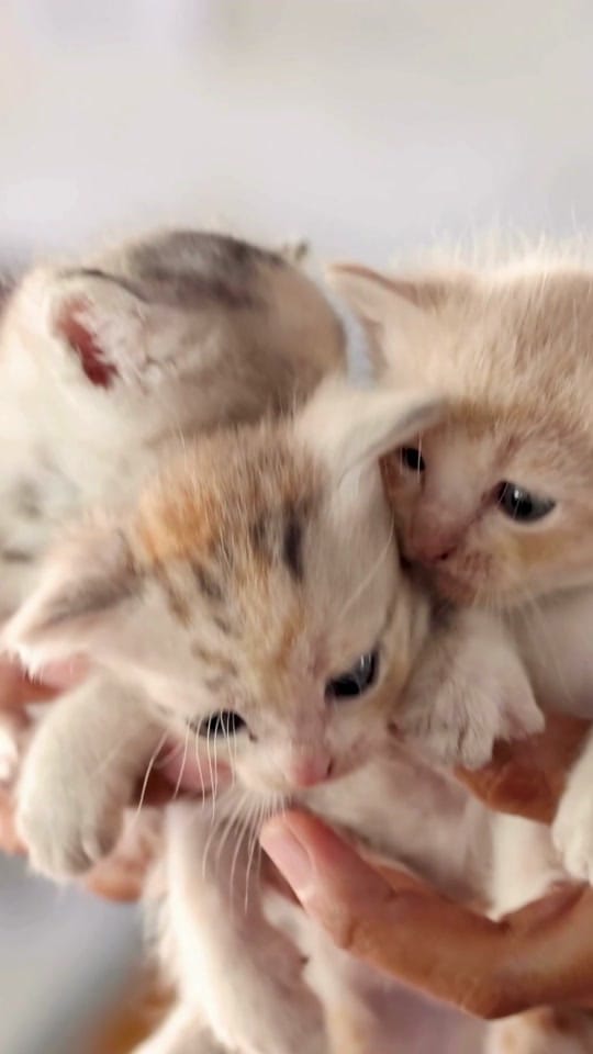Post 3 by Indy Animal Care Services on TikTok (video)