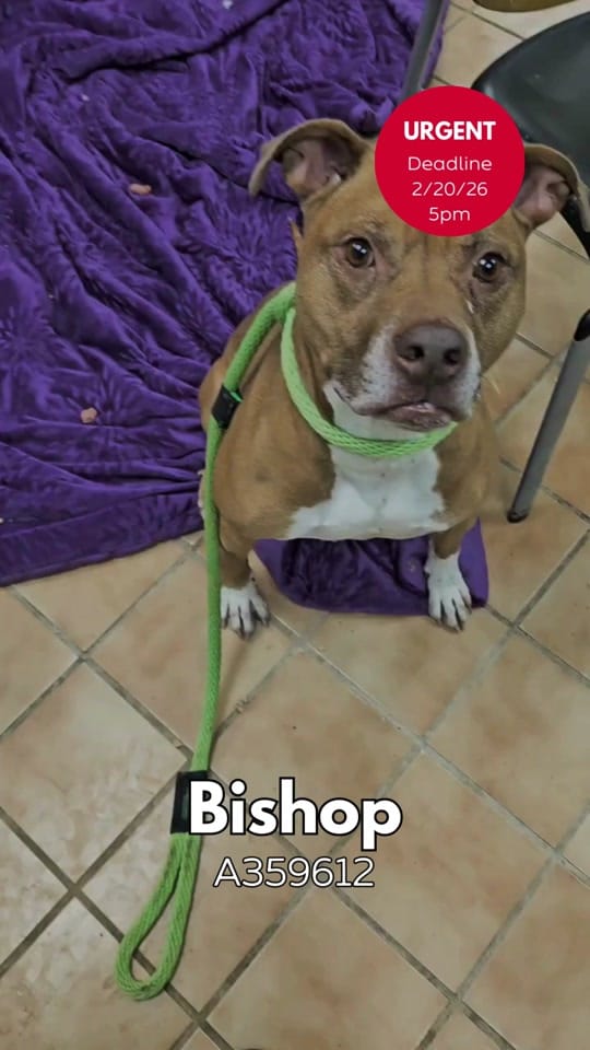 Post 5 by Indy Animal Care Services on TikTok (video)