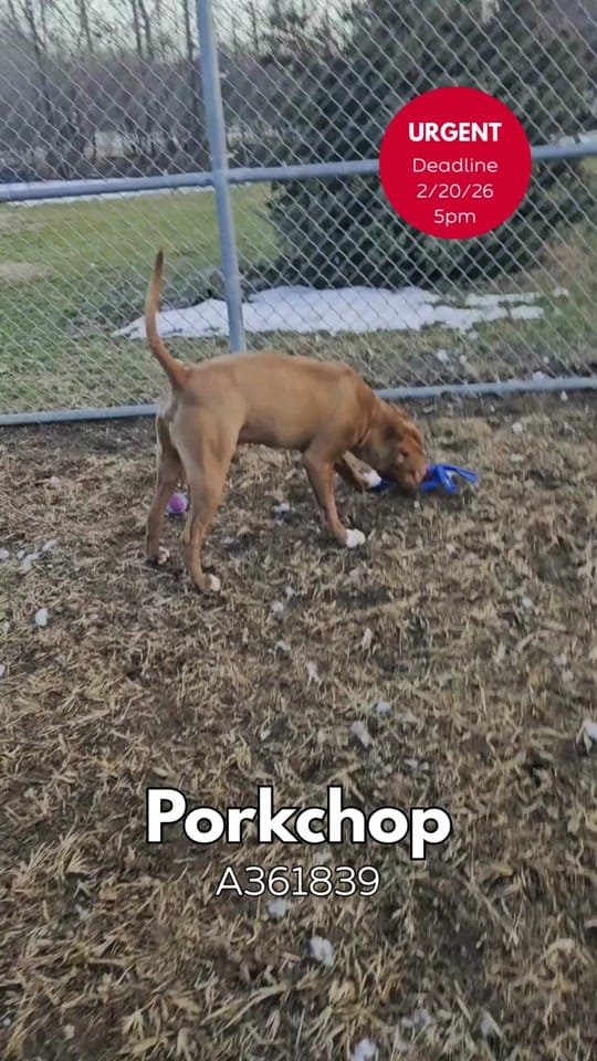 Post 6 by Indy Animal Care Services on TikTok (video)