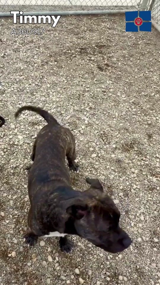 Post 10 by Indy Animal Care Services on TikTok (video)