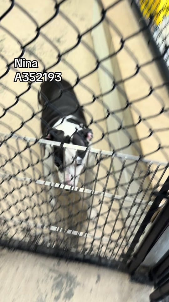 Post 4 by Indy Animal Care Services on TikTok (video)