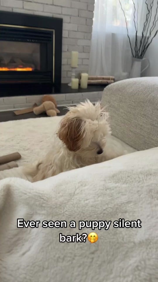 Post 9 by Finnegan🐾 on TikTok (video)