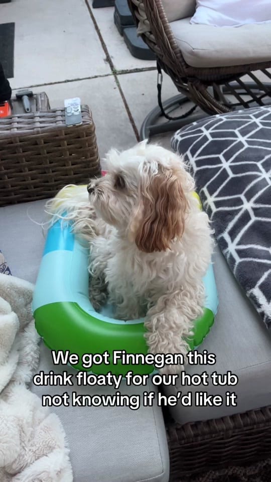 Post 8 by Finnegan🐾 on TikTok (video)