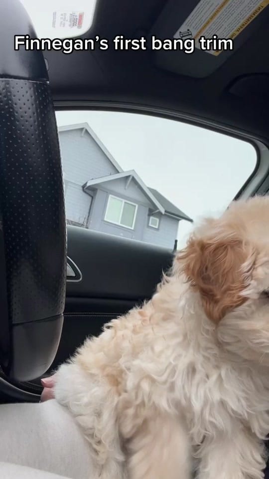 Post 10 by Finnegan🐾 on TikTok (video)