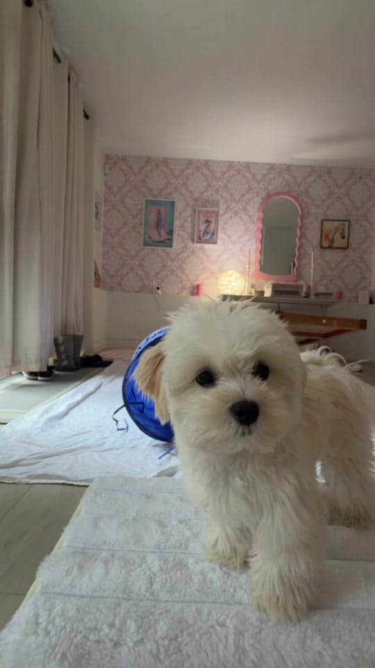Post 3 by Finnegan🐾 on TikTok (video)