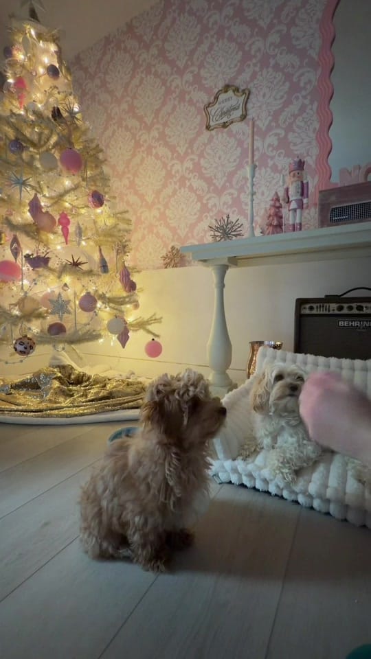 Post 5 by Finnegan🐾 on TikTok (video)