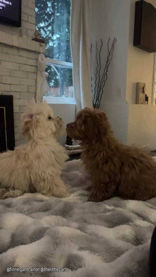 Post 7 by Finnegan🐾 on TikTok (video)
