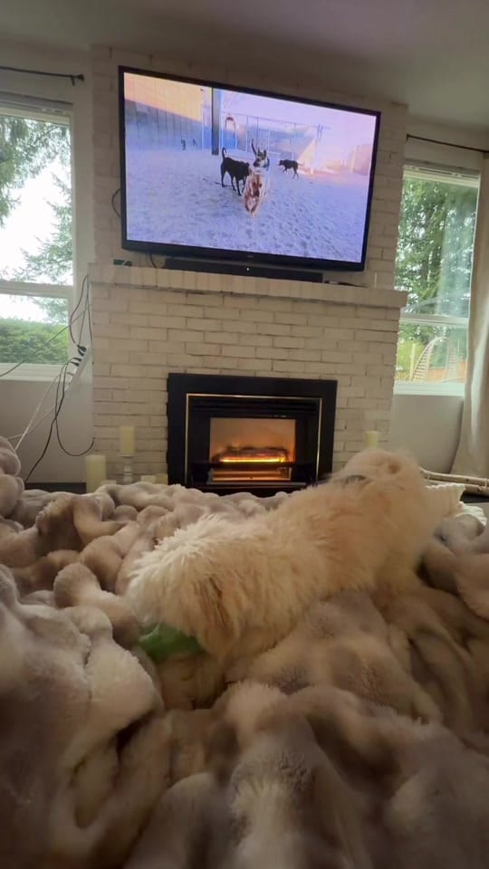 Post 1 by Finnegan🐾 on TikTok (video)
