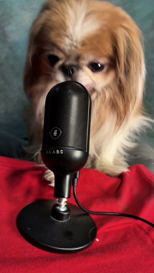 Post 8 by UGCPets on TikTok (video)