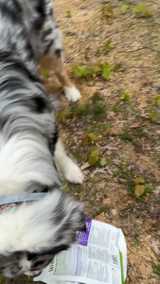 Post 7 by UGCPets on TikTok (video)