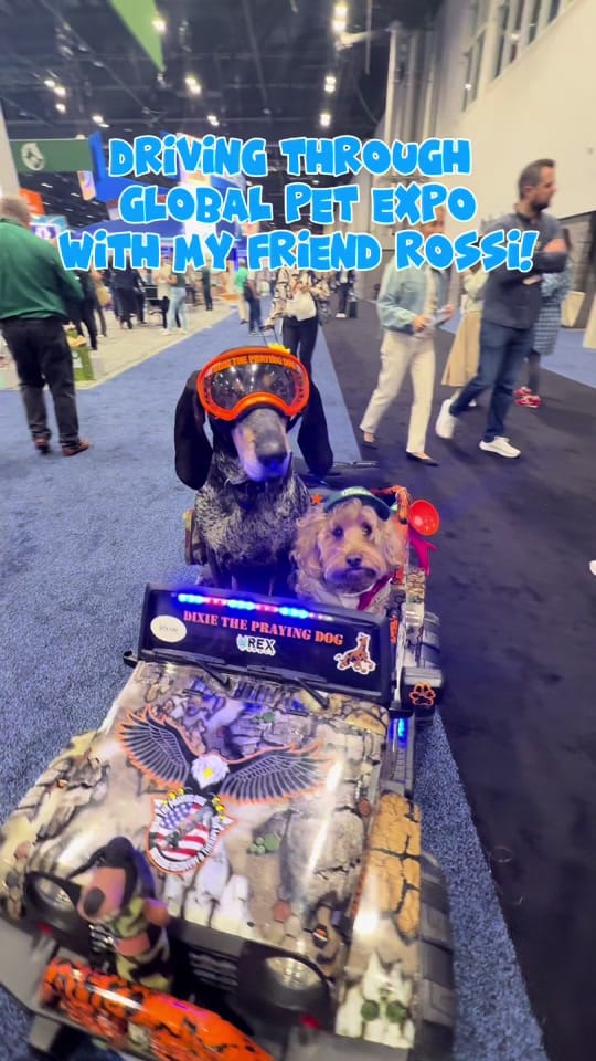 Post 1 by Dixie The Praying Dog on TikTok (video)