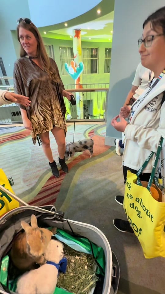 Post 3 by Dixie The Praying Dog on TikTok (video)