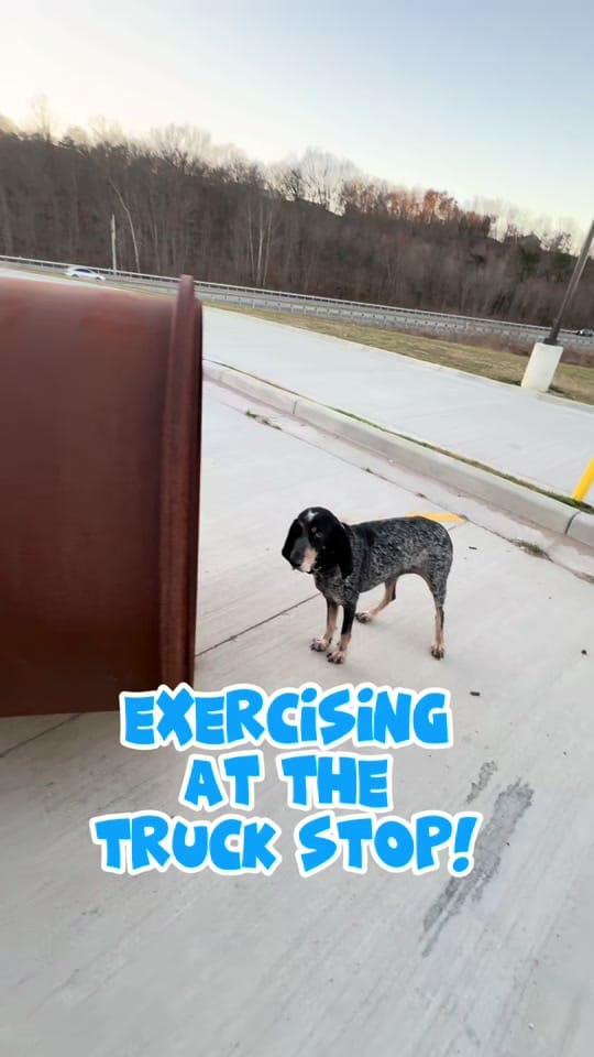 Post 8 by Dixie The Praying Dog on TikTok (video)