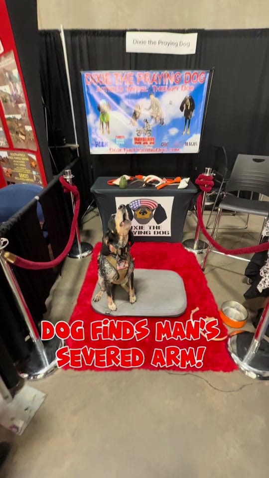 Post 10 by Dixie The Praying Dog on TikTok (video)