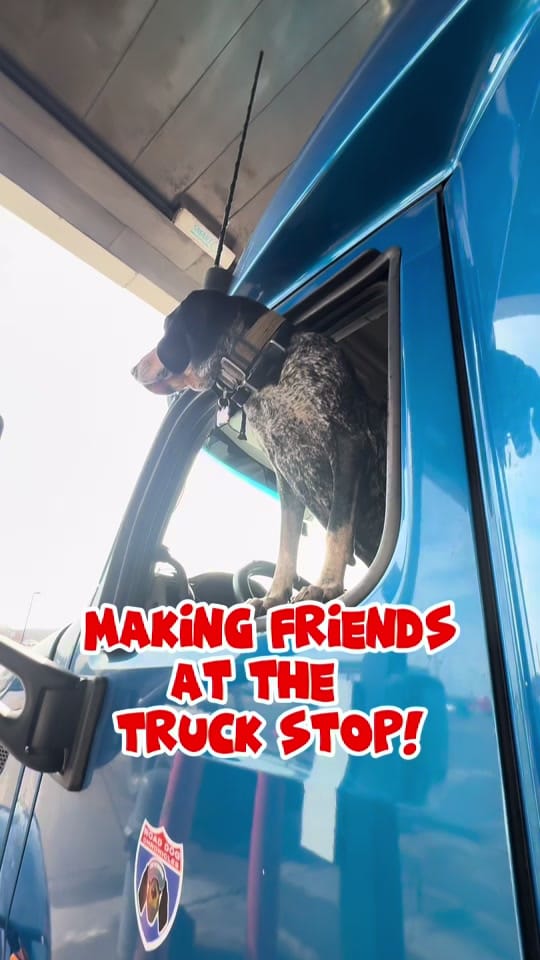 Post 9 by Dixie The Praying Dog on TikTok (video)