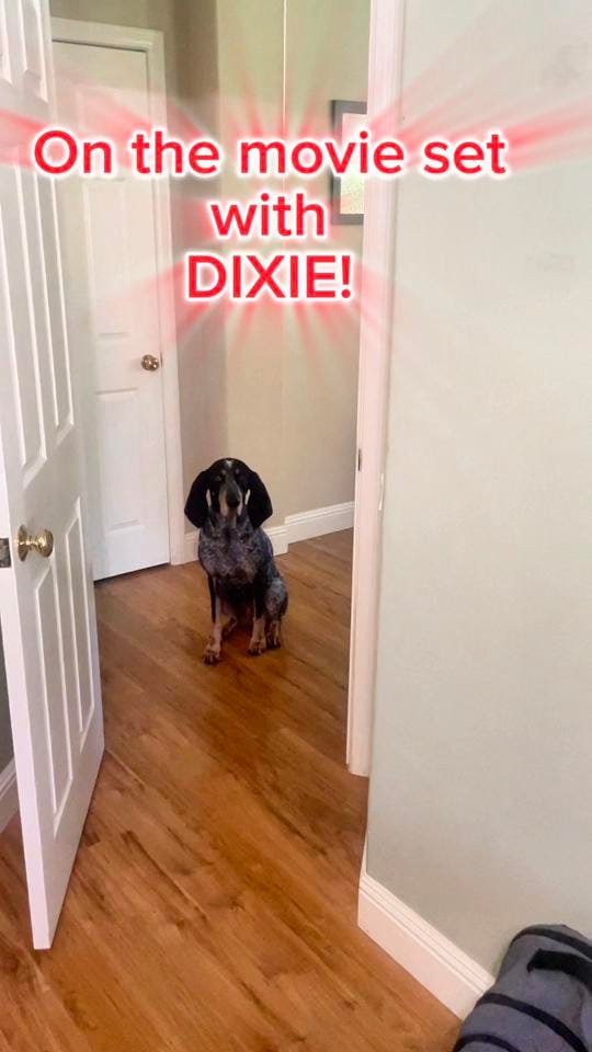 Post 6 by Dixie The Praying Dog on TikTok (video)