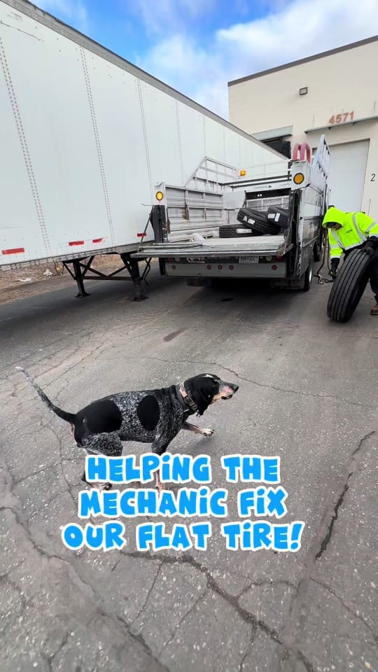Post 7 by Dixie The Praying Dog on TikTok (video)