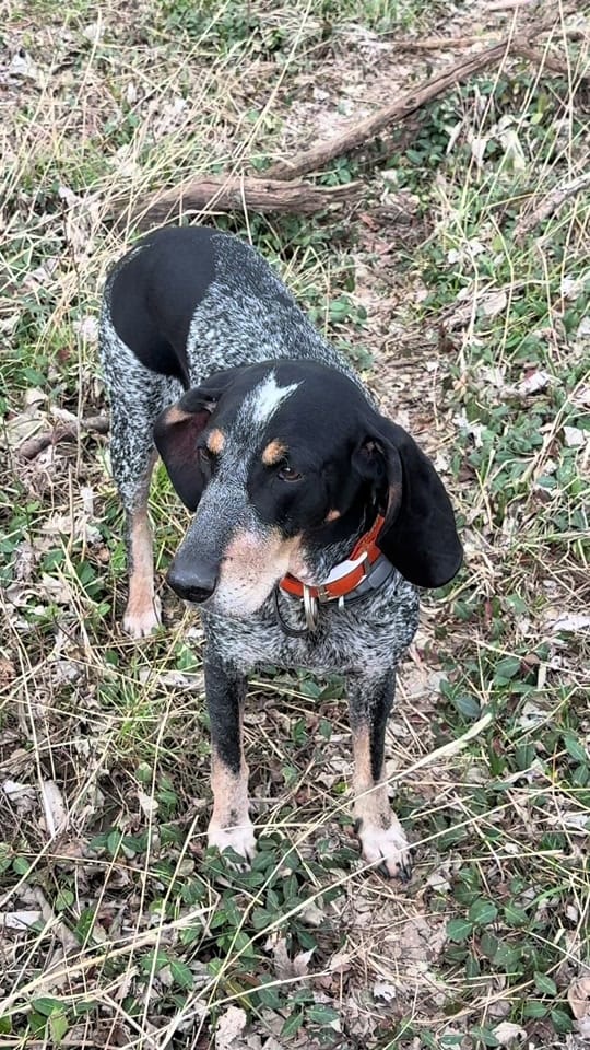 Post 5 by Dixie The Praying Dog on TikTok (video)