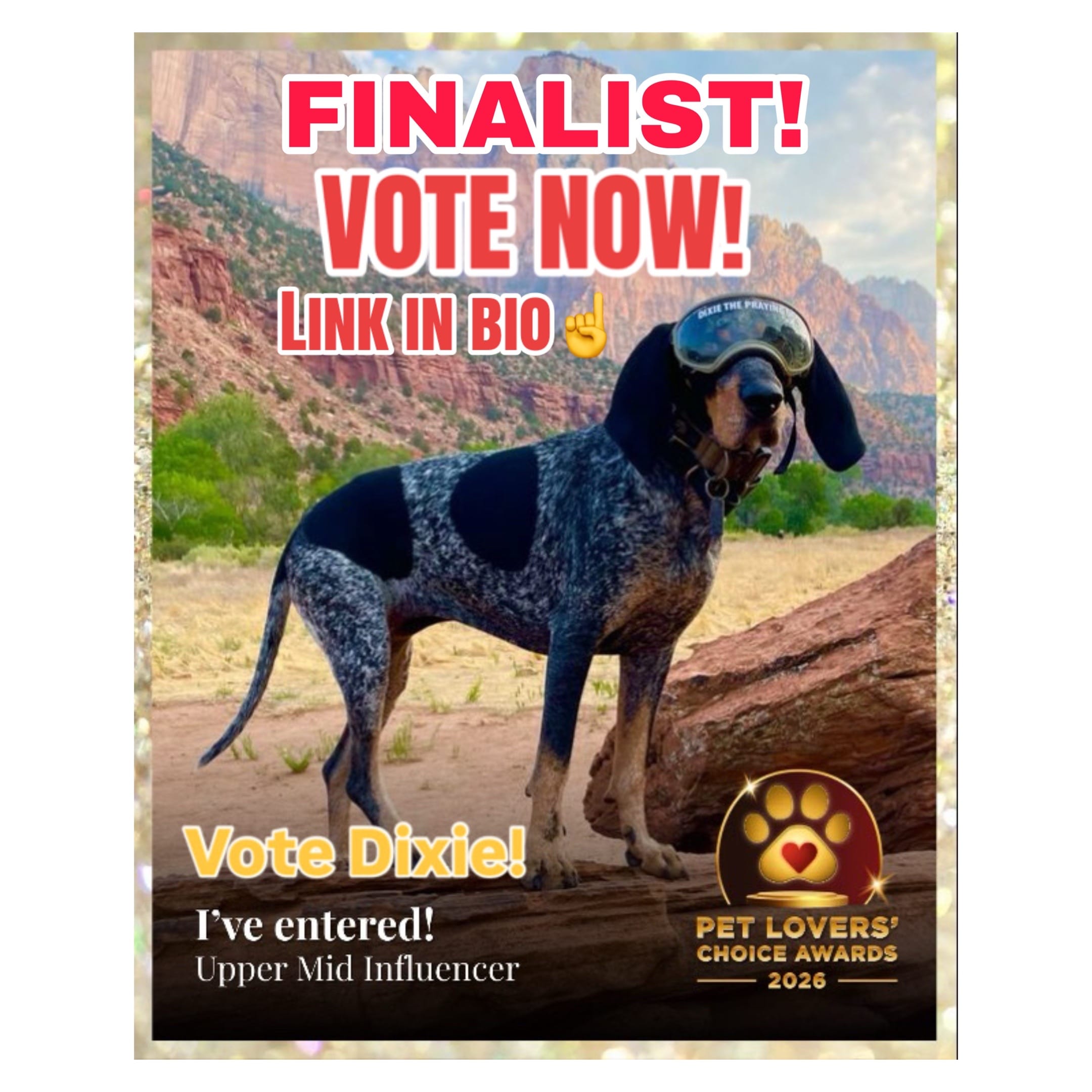 Post 2 by Dixie The Praying Dog on TikTok (video)