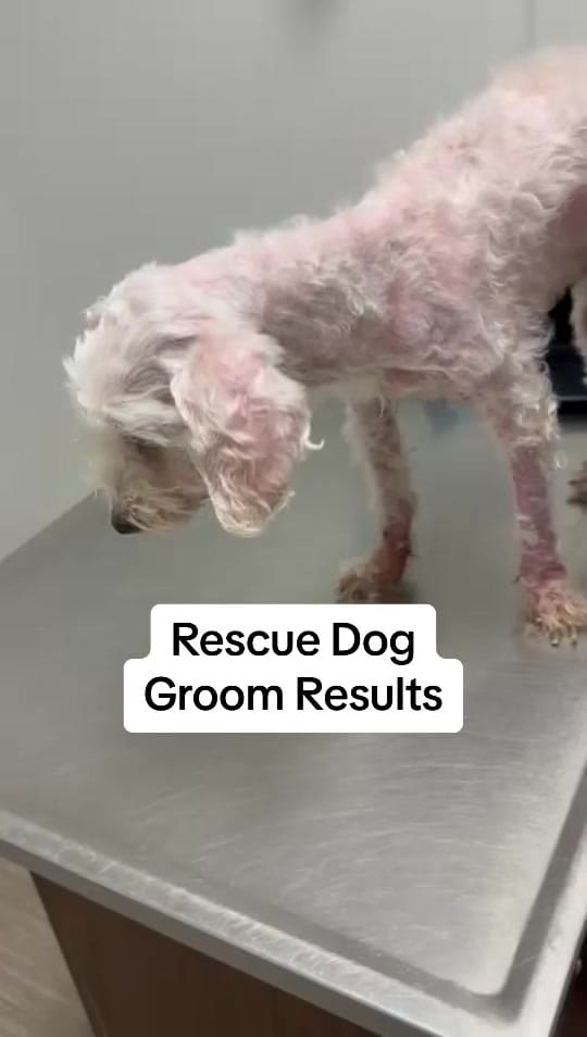 Post 10 by Riverside Animal Clinic & HC on TikTok (video)